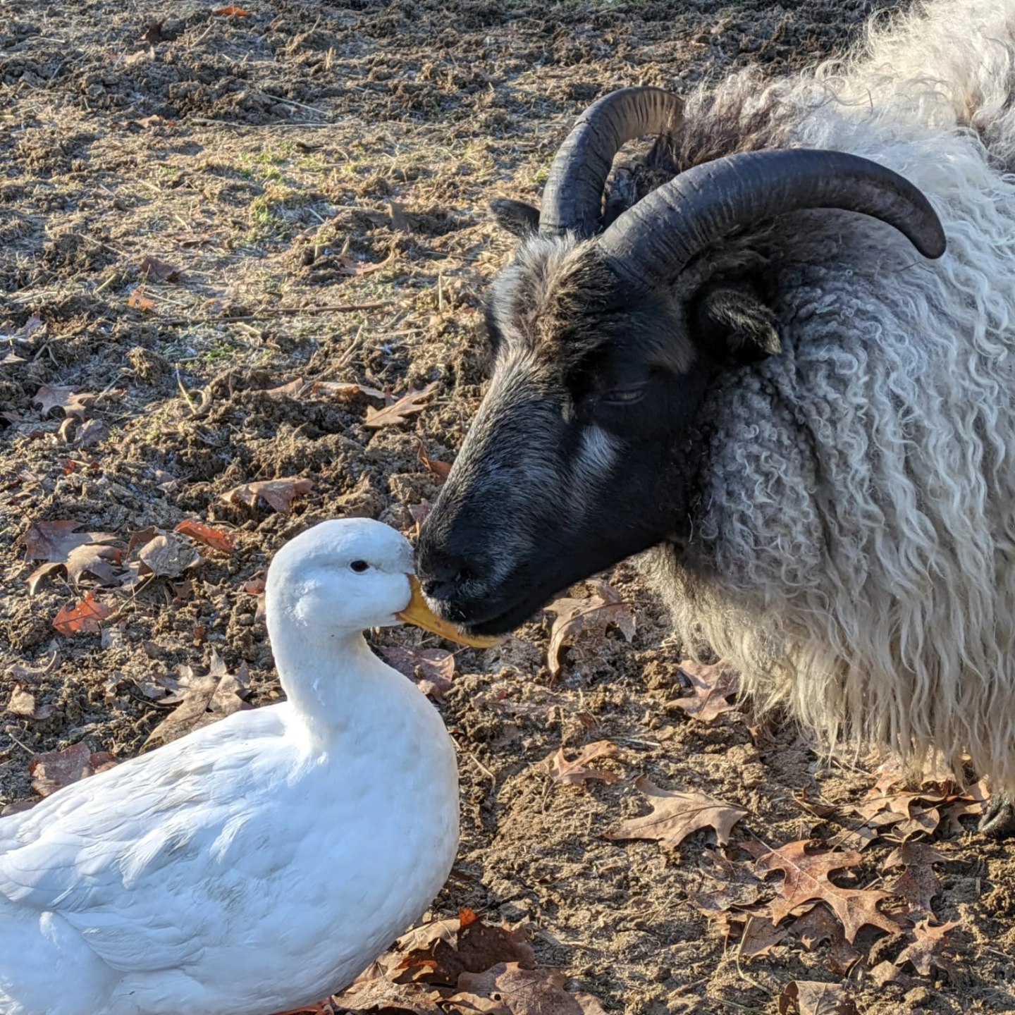 Icelandic Sheep with Duck