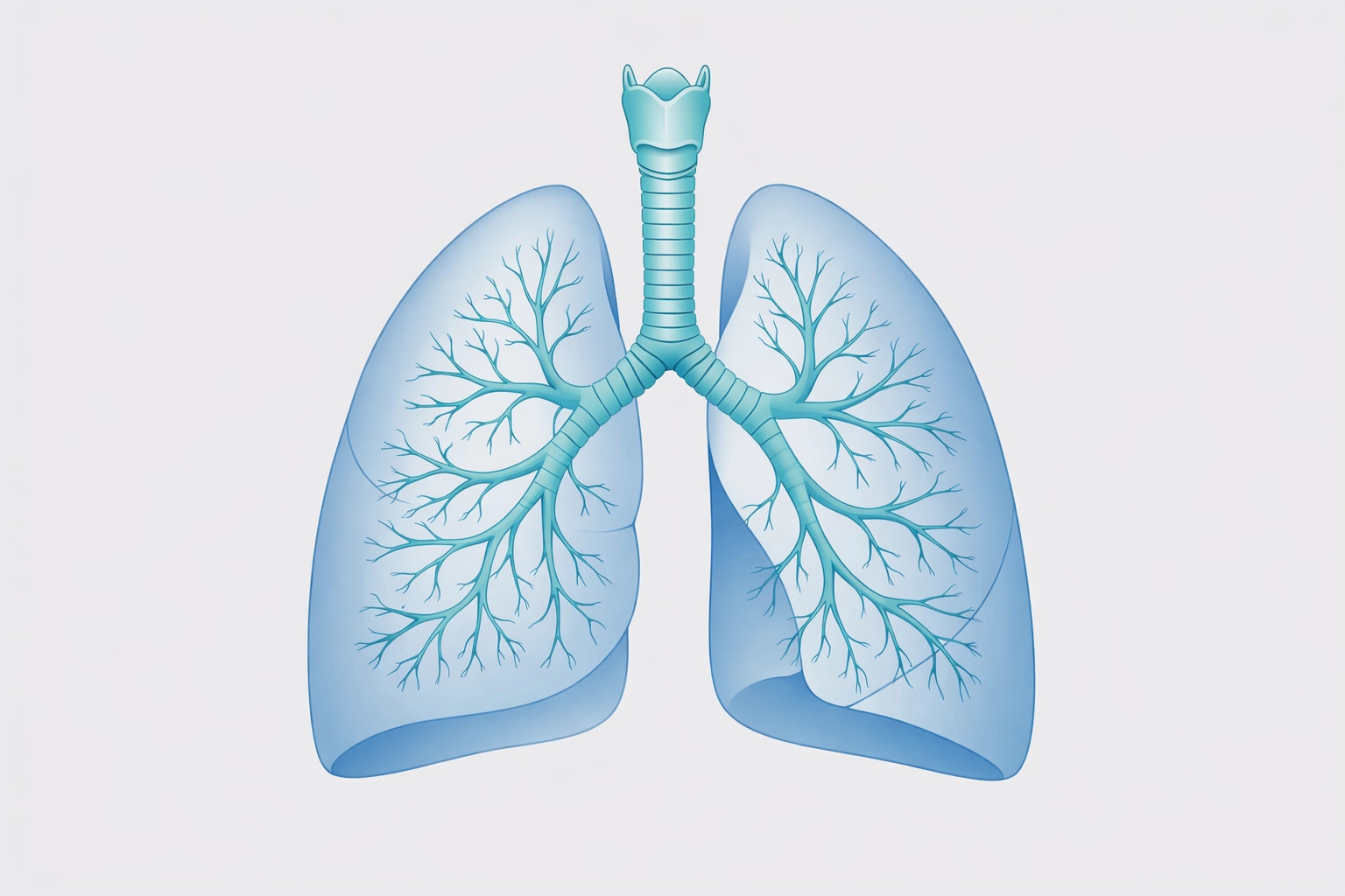 A medical diagram of human lungs illustrating the structure used in the nhs respiratory services pathway.