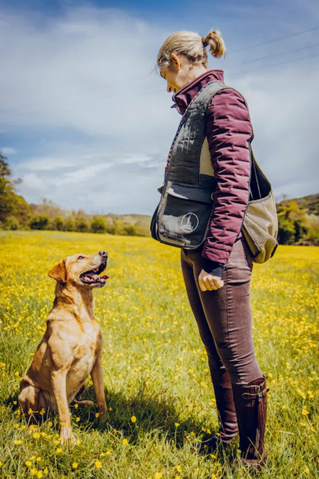 A focused gundog training session in a field, showing an owner working one-to-one with their attentive Labrador.