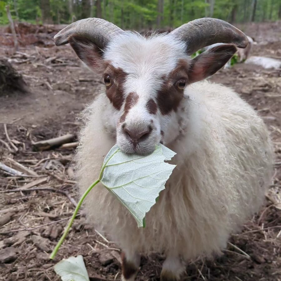 Icelandic Sheep Grazing