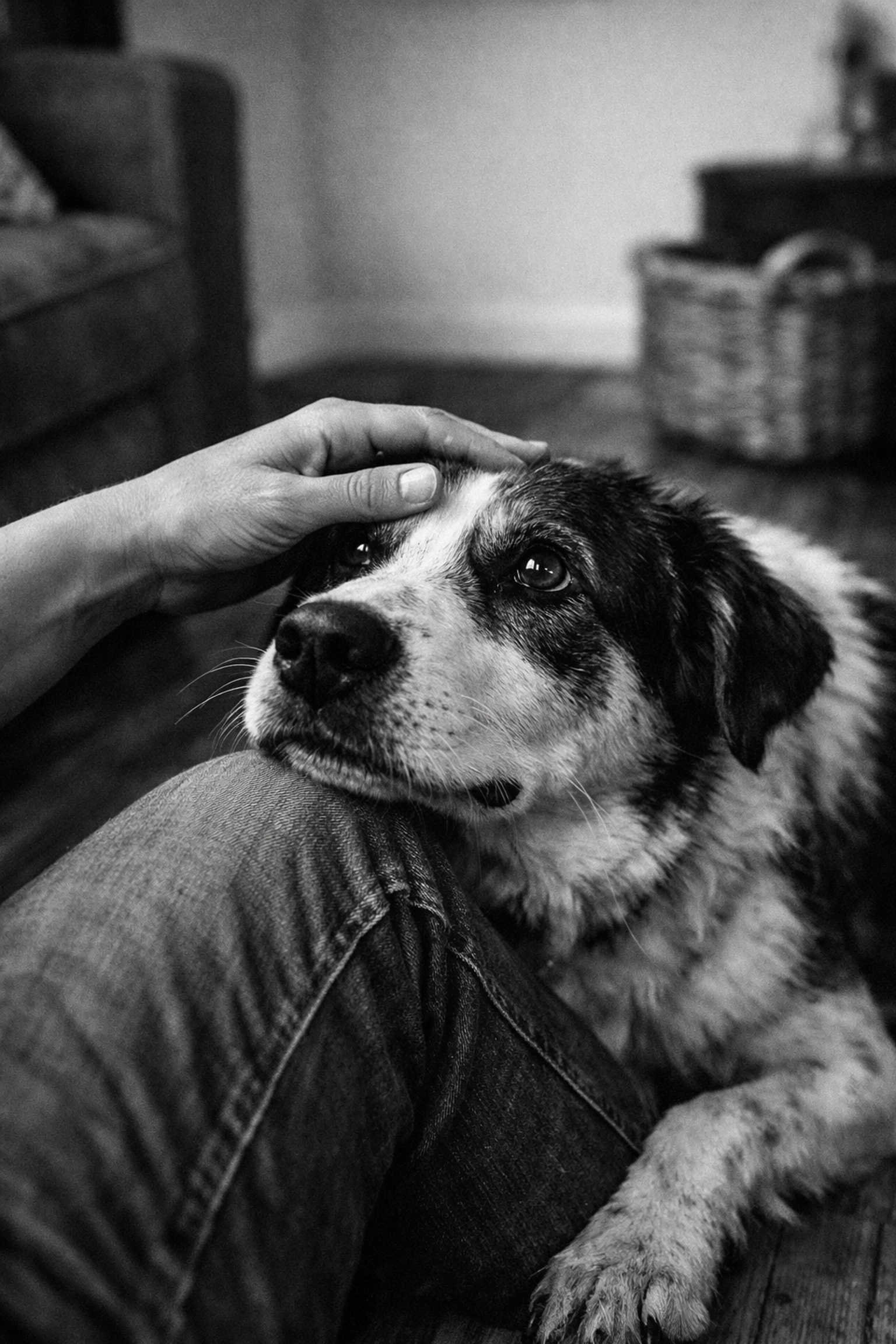 A rescued dog bonding with a volunteer foster parent at home, illustrating how to foster a dog.