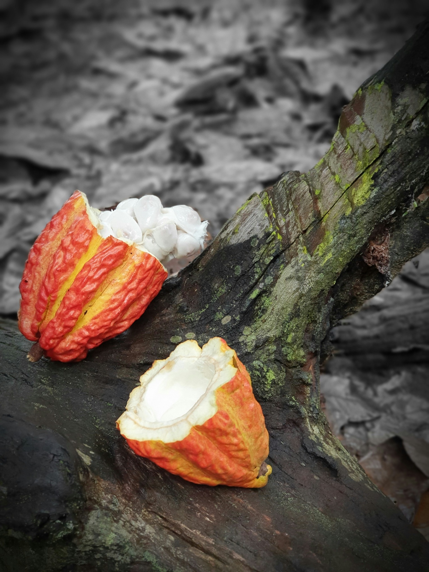 Freshly harvested cacao pod