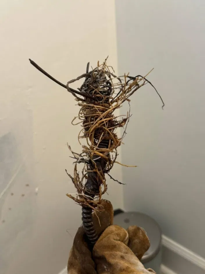 Plumber wearing a glove holds a drain auger tip covered in tangled roots