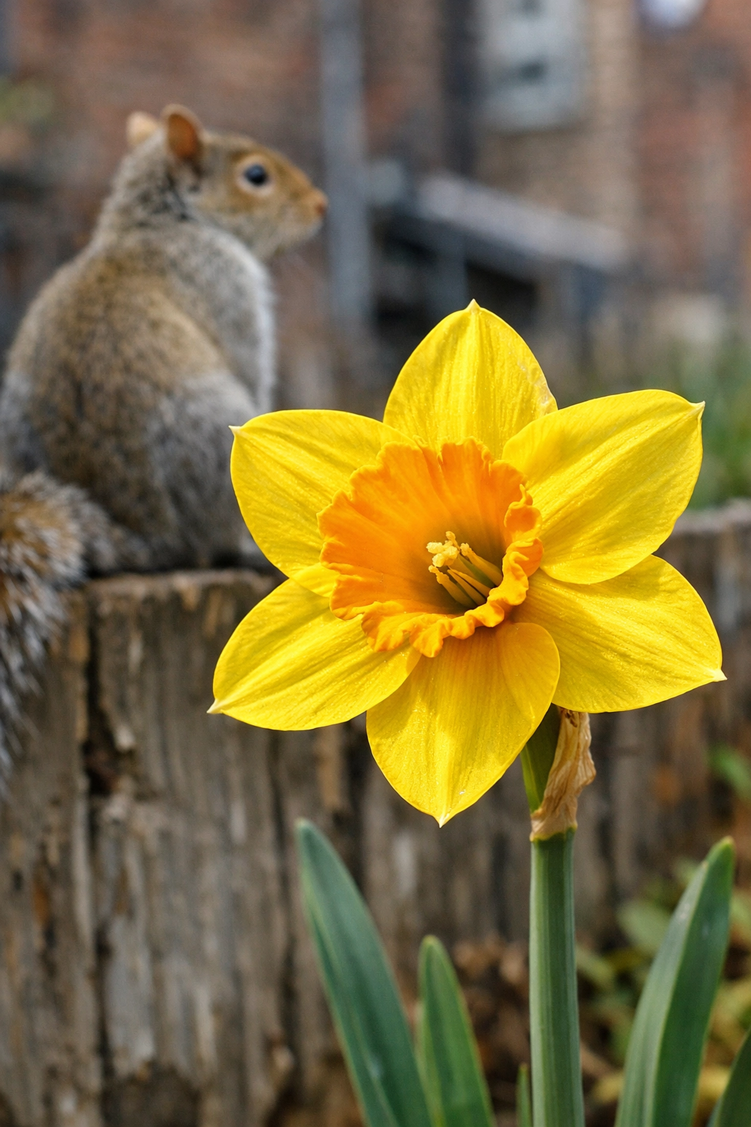 Yellow daffodil blooming in a Detroit garden near a squirrel perched on a wooden fence.