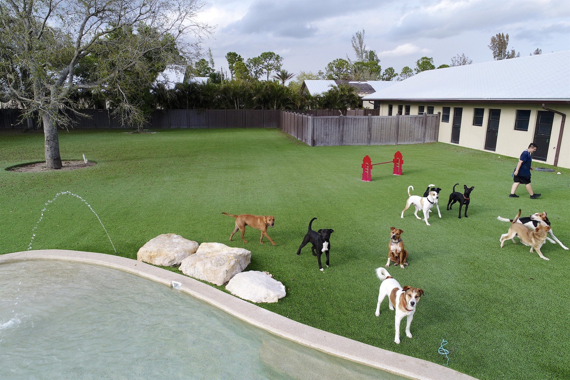 Group of Rescued Dogs During Outdoor Playtime