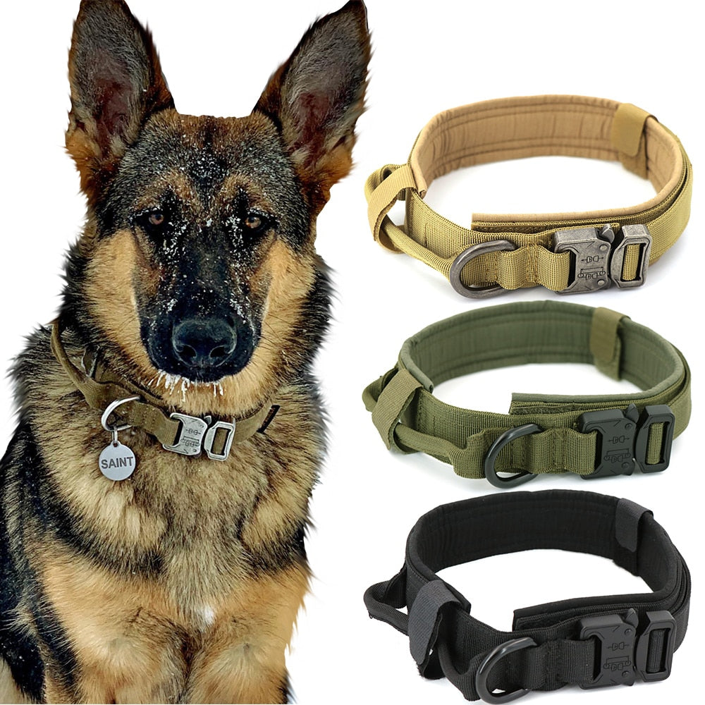 German Shepherd with Tactical Dog Collar