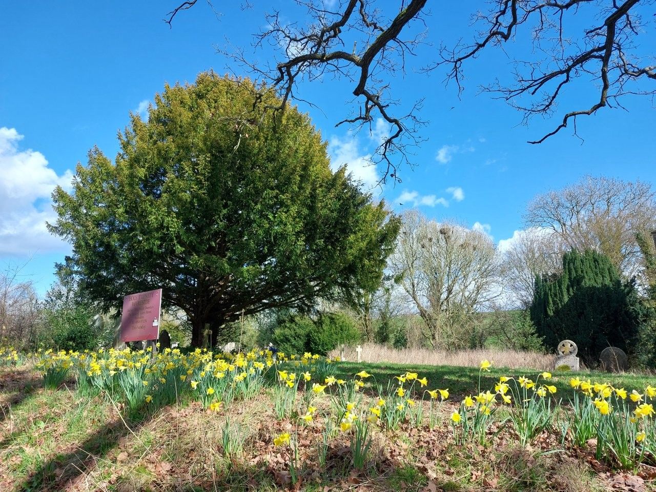 A cluster of yellow spring daffodils growing amongst the grass and headstones in the churchyard.