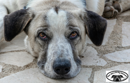 Large mixed-breed dog lying on a stone patio
