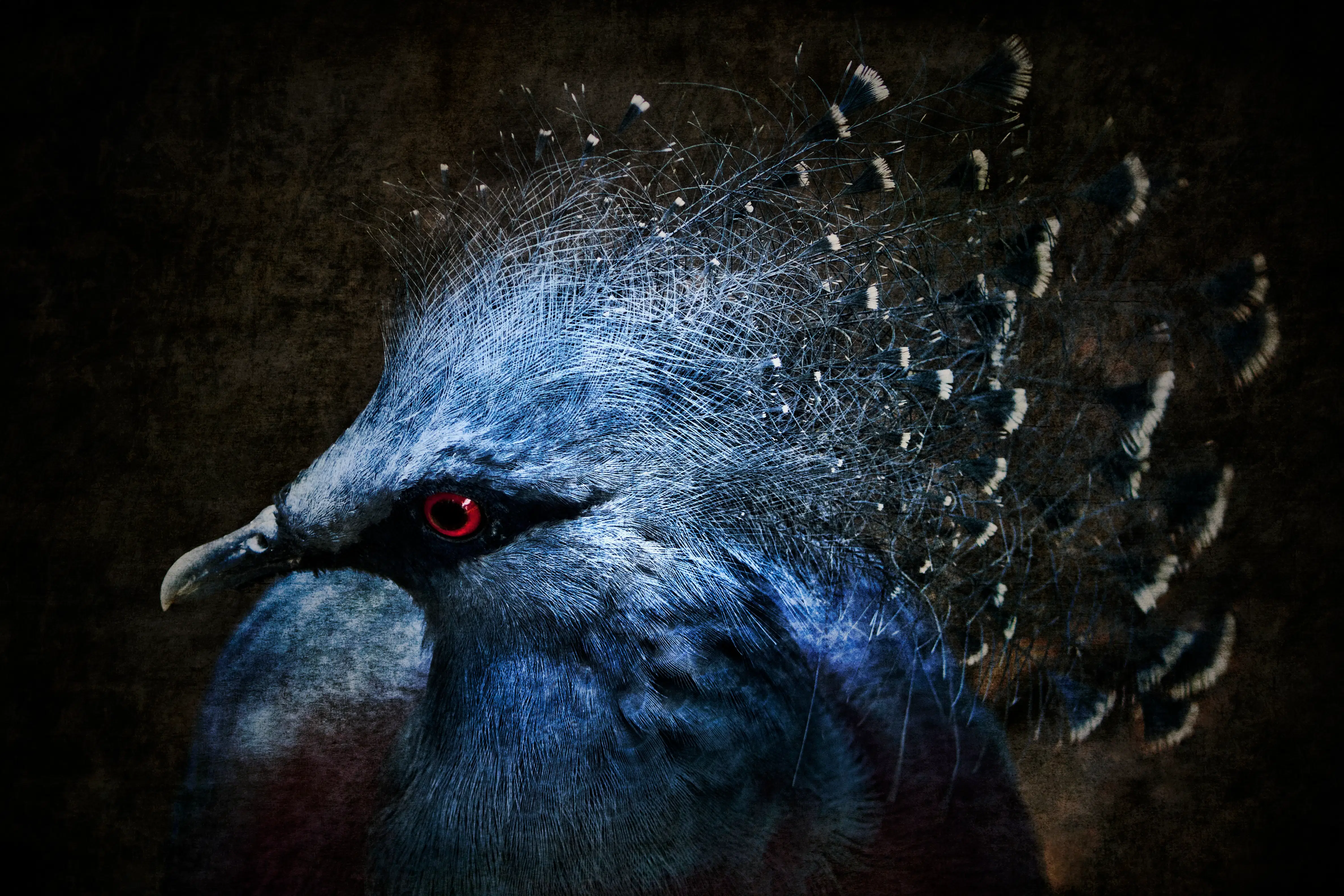 Ornamental Nature: A close-up portrait of a Victoria crowned pigeon, creating a sense of regal mystery and intrigue
