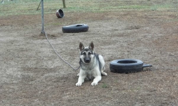German Shepherd-mix dog tethered near tires