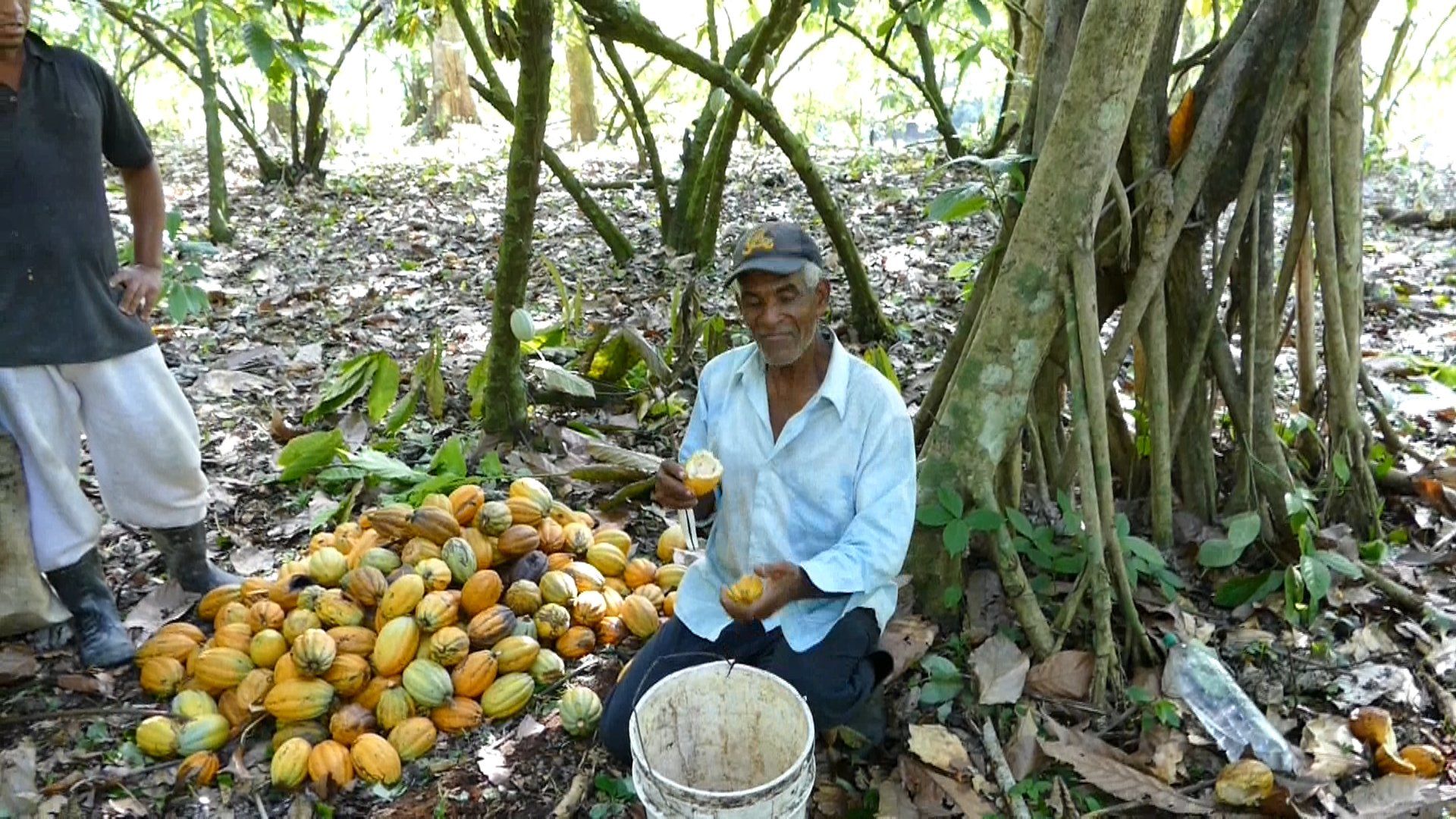 Edler Trinitario Kakao