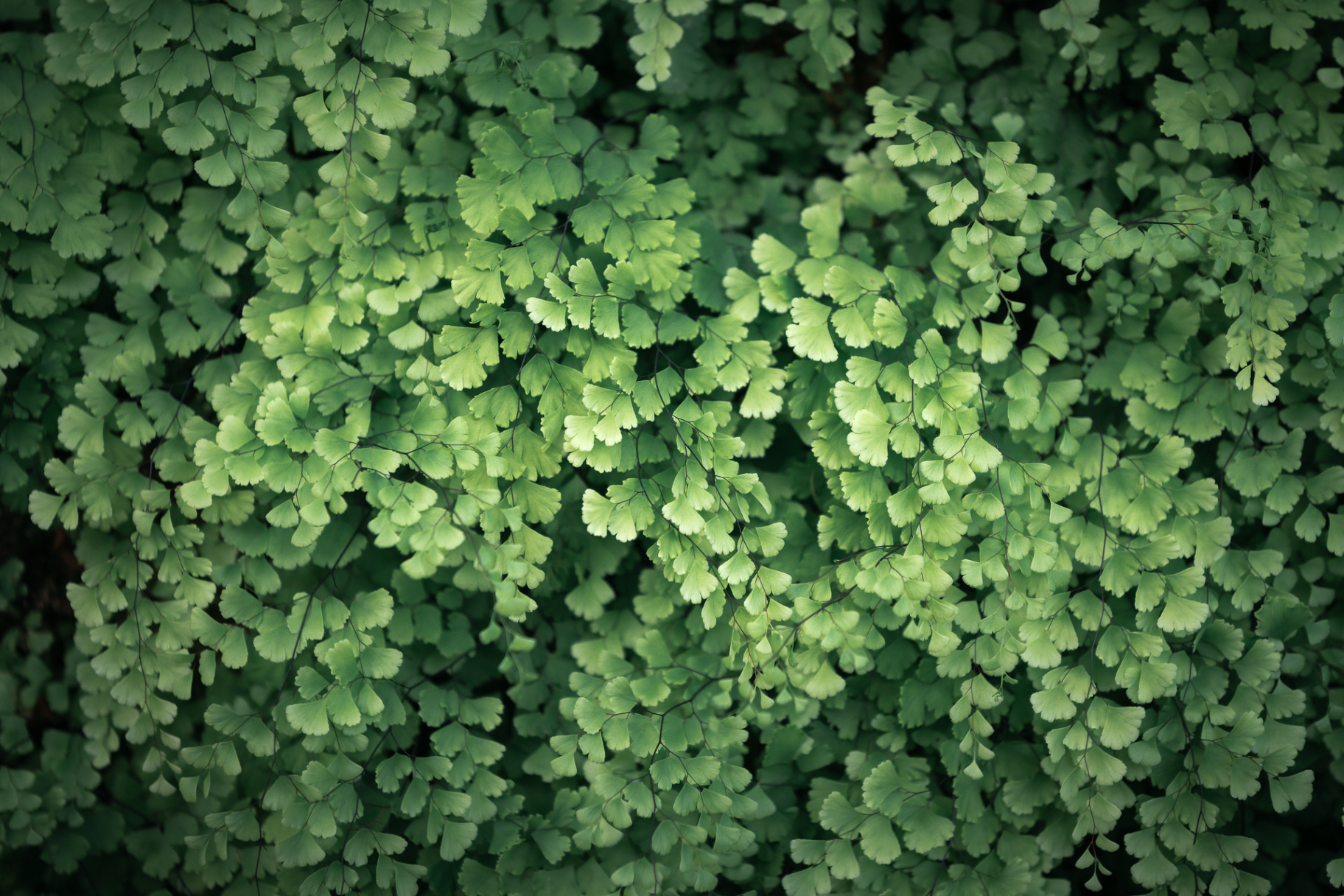 Maidenhair Fern Close-Up