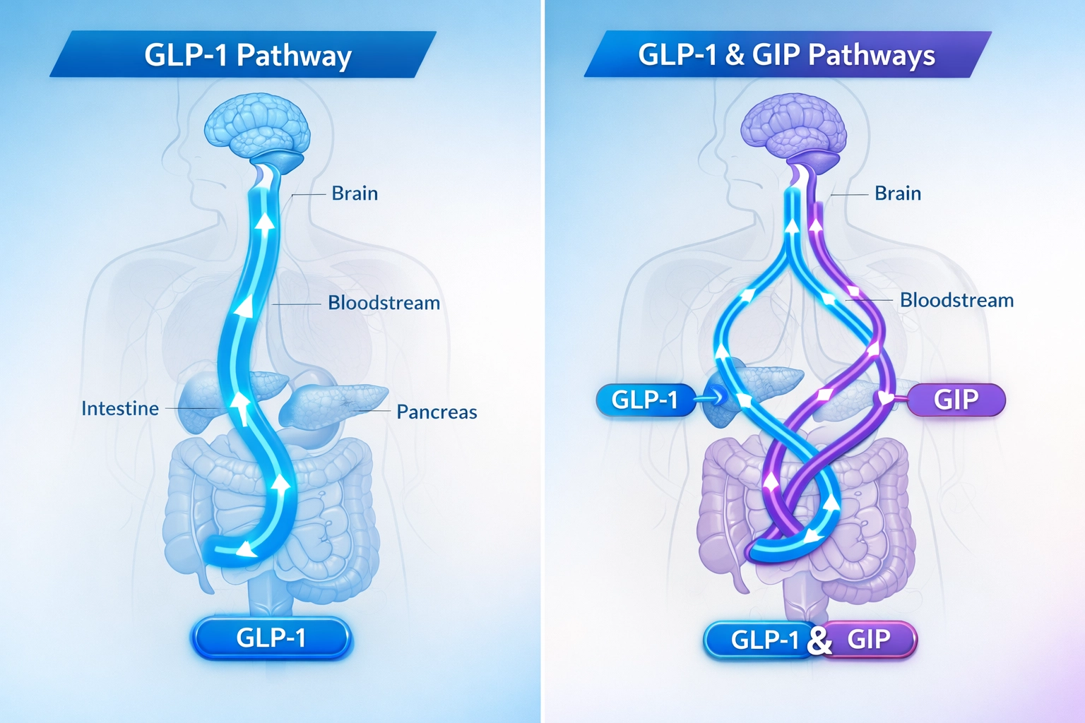 GLP-1 and GIP hormone pathways comparison showing how Wegovy and Zepbound work differently
