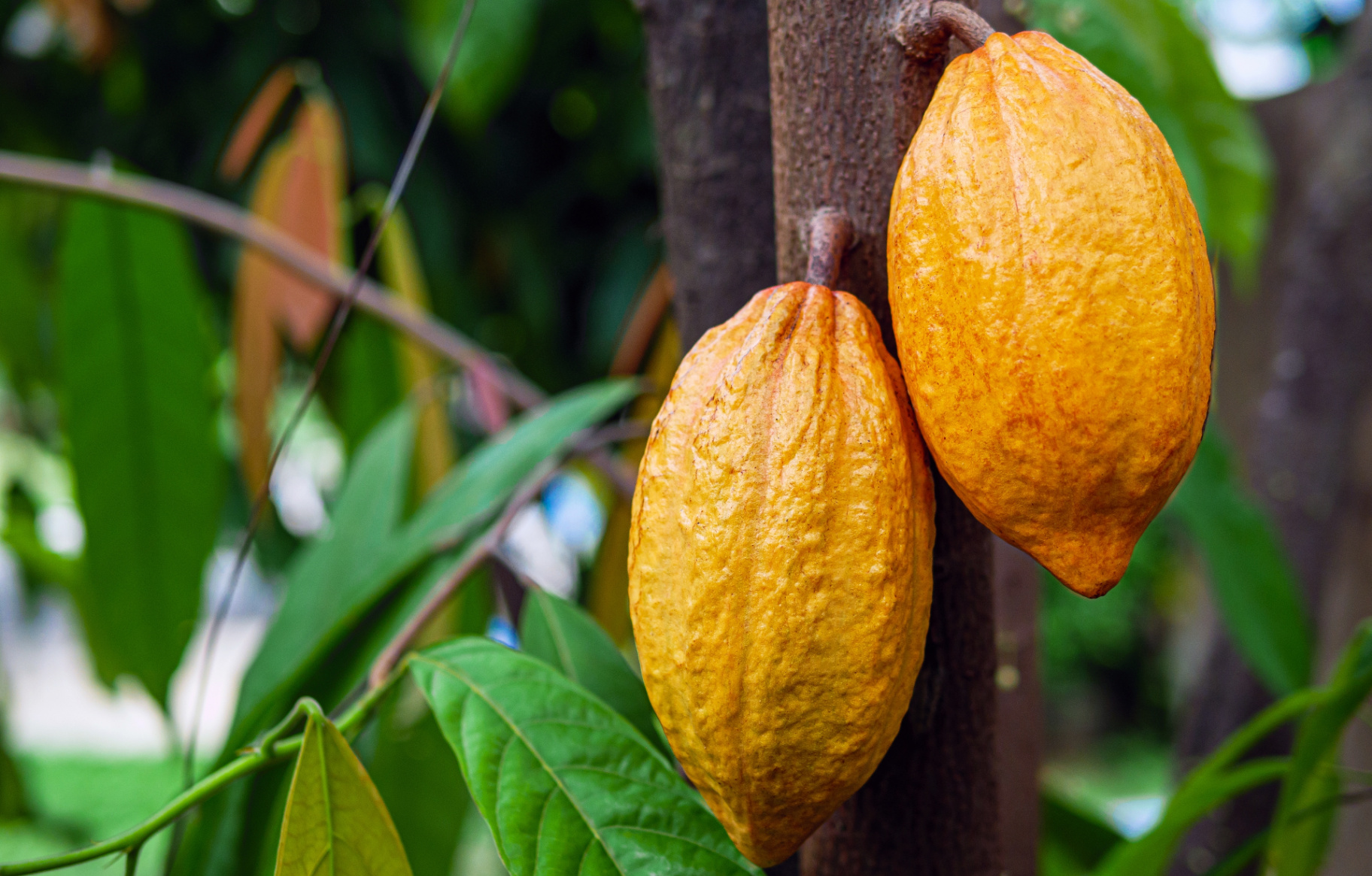 Ripe cacao pods on Theobroma cacao tree
