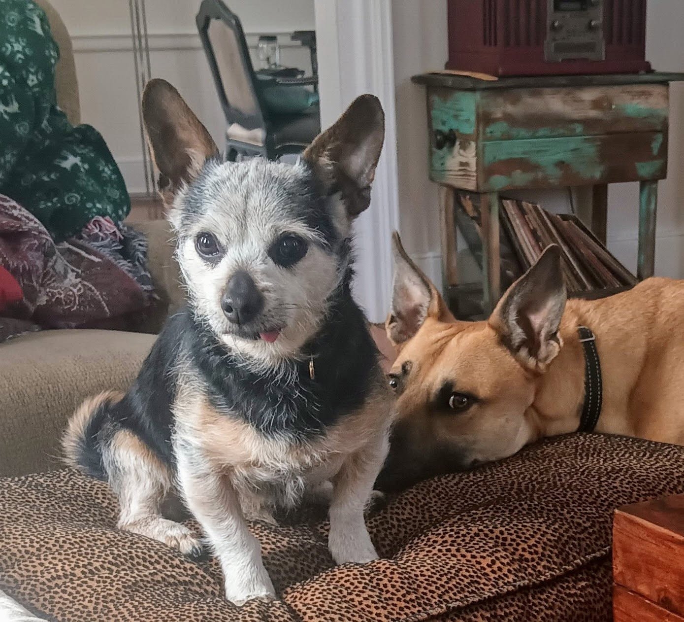 A small senior dog sits confidently on a patterned cushion