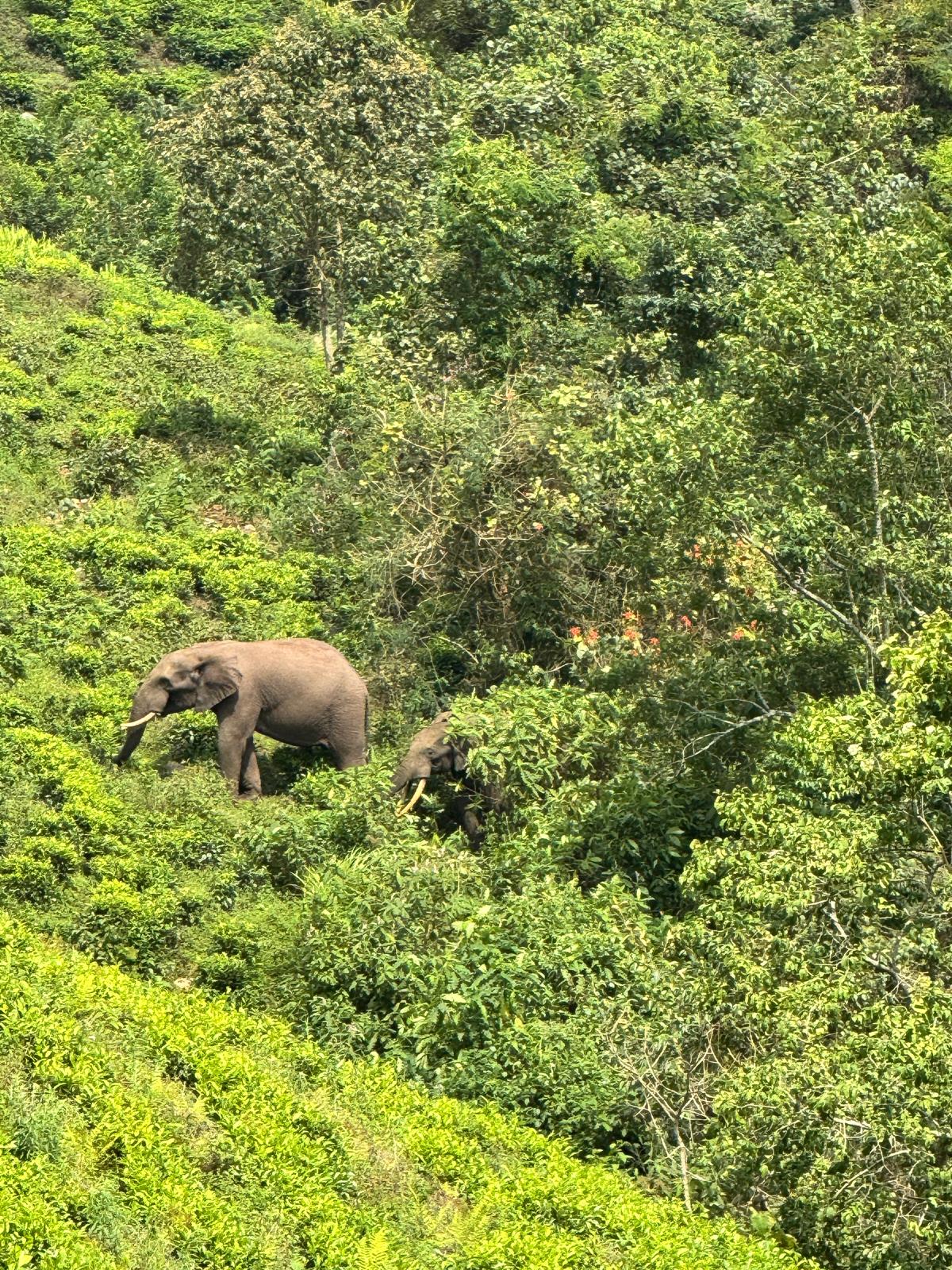 African Elephants in East Africa