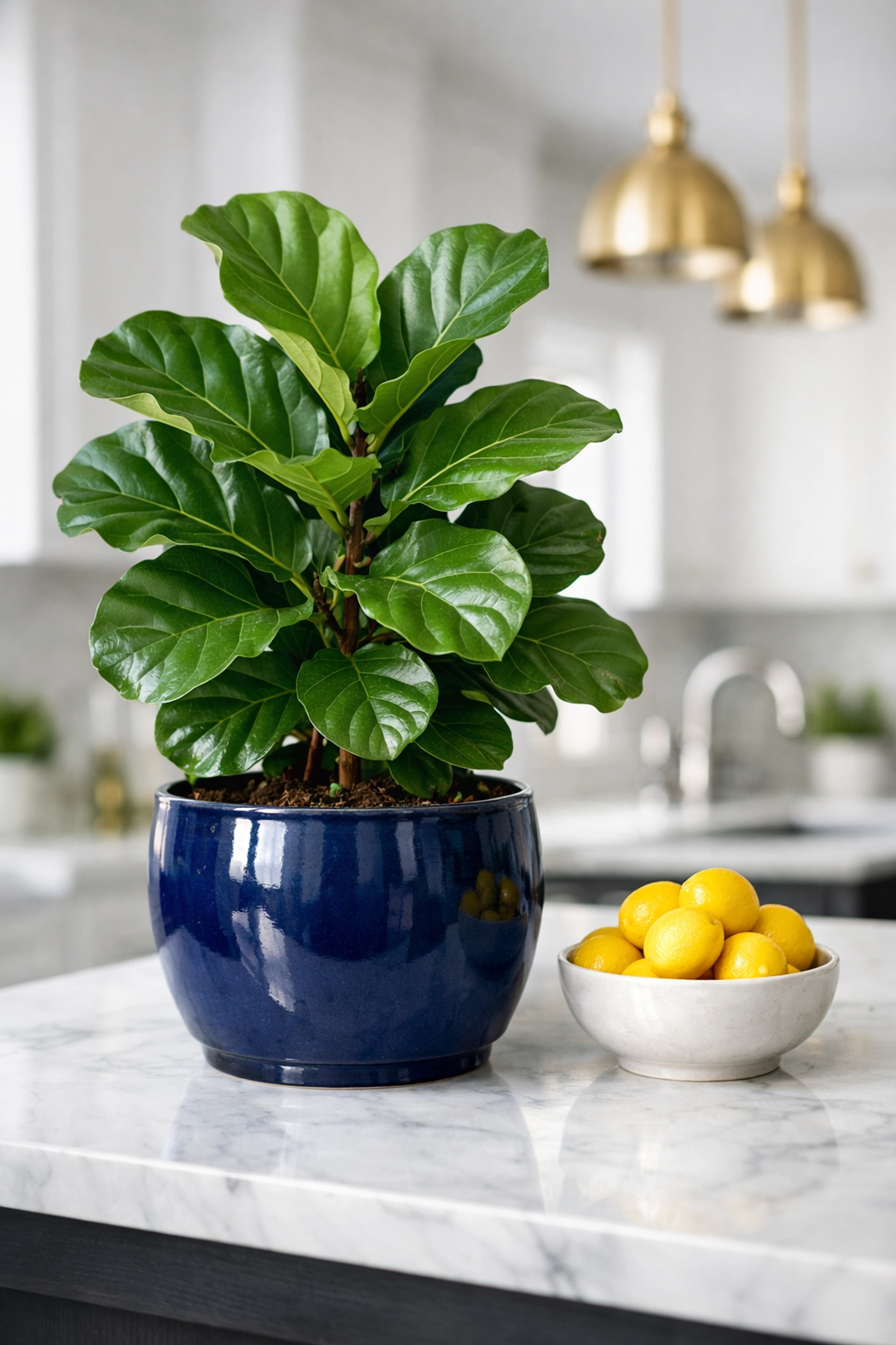 Green plants in a clean kitchen representing eco-friendly house cleaning in Stow, MA.
