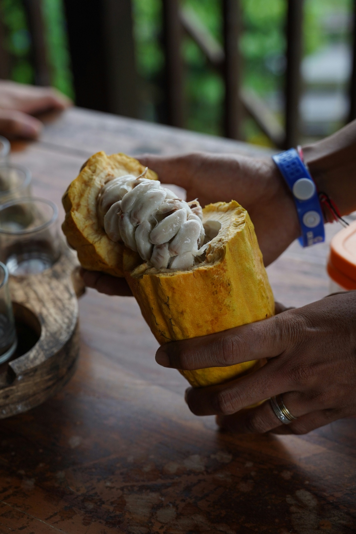 Freshly Cut Cacao Pod