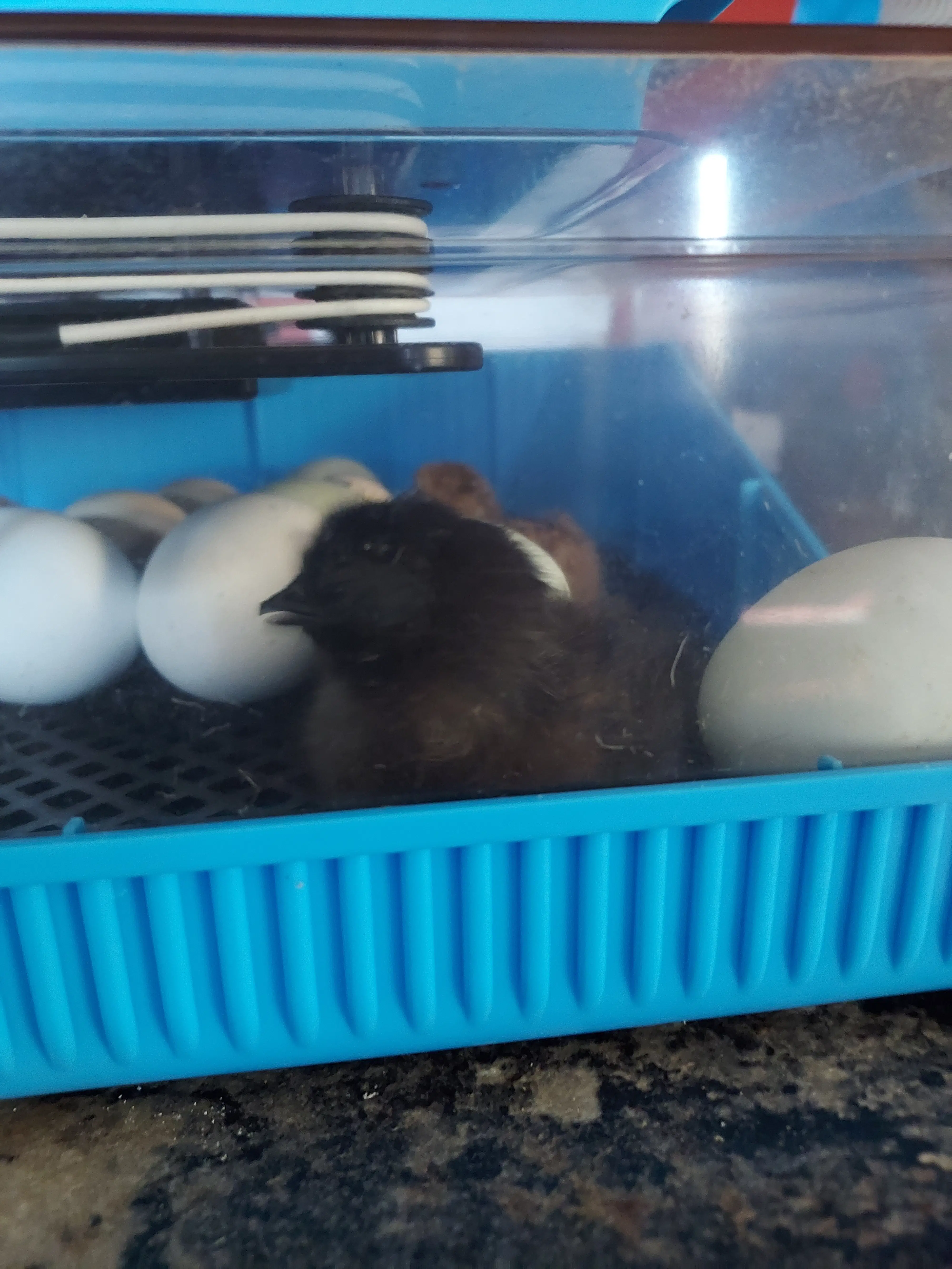 New Life in the Incubator, featuring Amy as a brunette woman in her mid-50s, not in her 20s, with a wholesome farm look, caring for eggs and chicks, wearing a straw hat and holding a root beer, and if Grandpa appears, he is clean-shaven with no beard