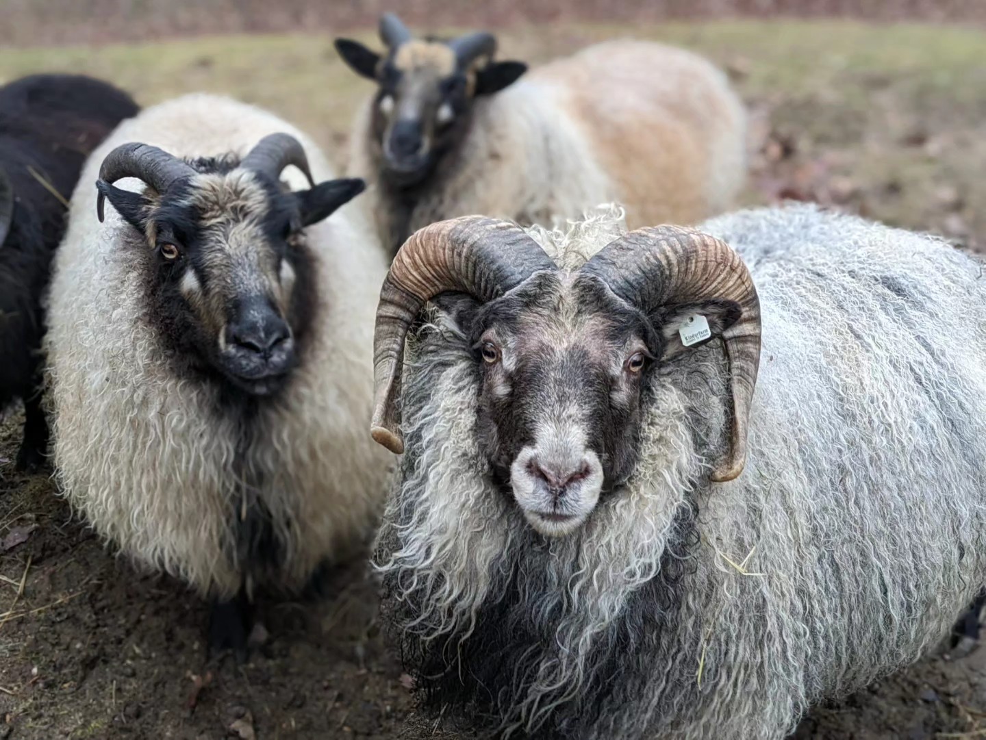 Icelandic Sheep at Scalise Family Sheep Farm