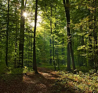 A sunlit forest path symbolizing guidance and growth in stewardship