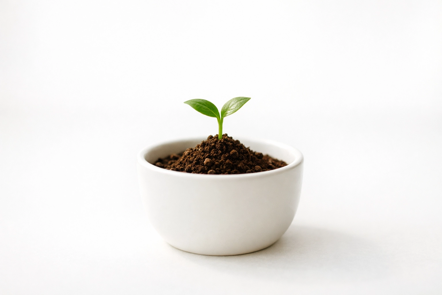 Small green seedling in a simple white pot symbolizing growth and the future