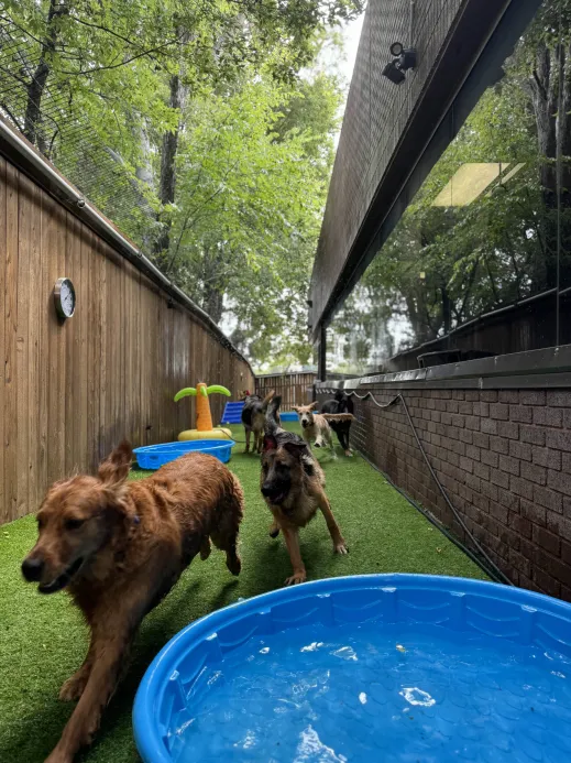 Several happy dogs playing in an outdoor yard with artificial turf, featuring a splash pool and plenty of space for supervised social interaction.