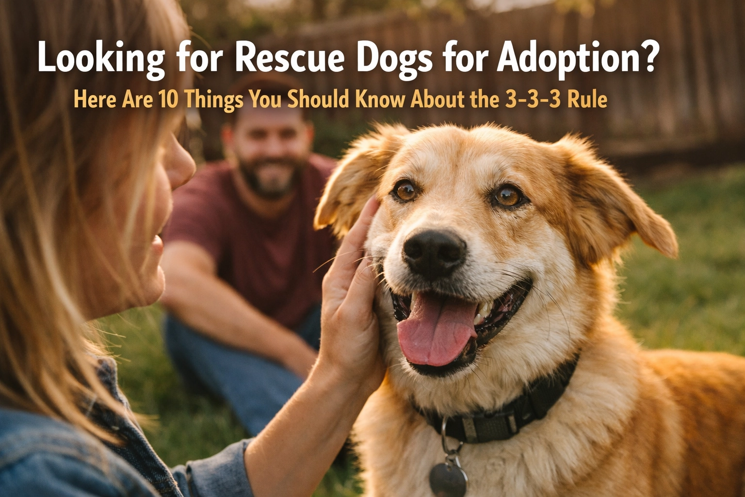 [HERO] Looking for Rescue Dogs for Adoption? Here Are 10 Things You Should Know About the 3-3-3 Rule