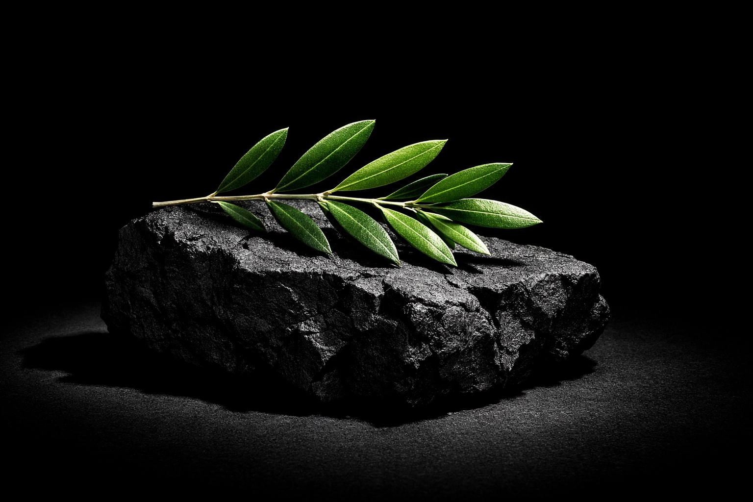 A green olive branch on dark stone symbolizing the endurance of peace in conflict.