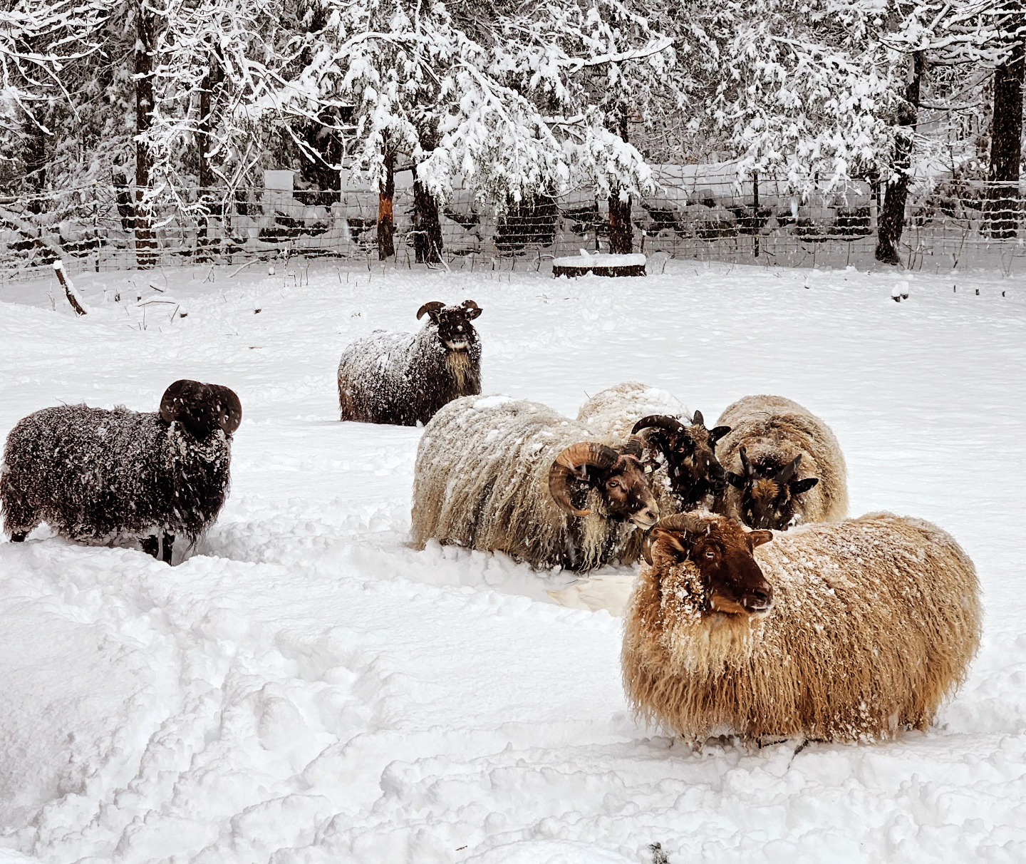 Icelandic Sheep in Snowy Pasture