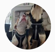 Dogs Wearing LED Pet Harnesses