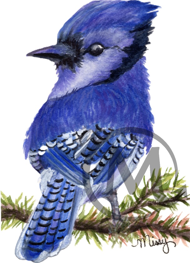 Original watercolor illustration of a blue jay
