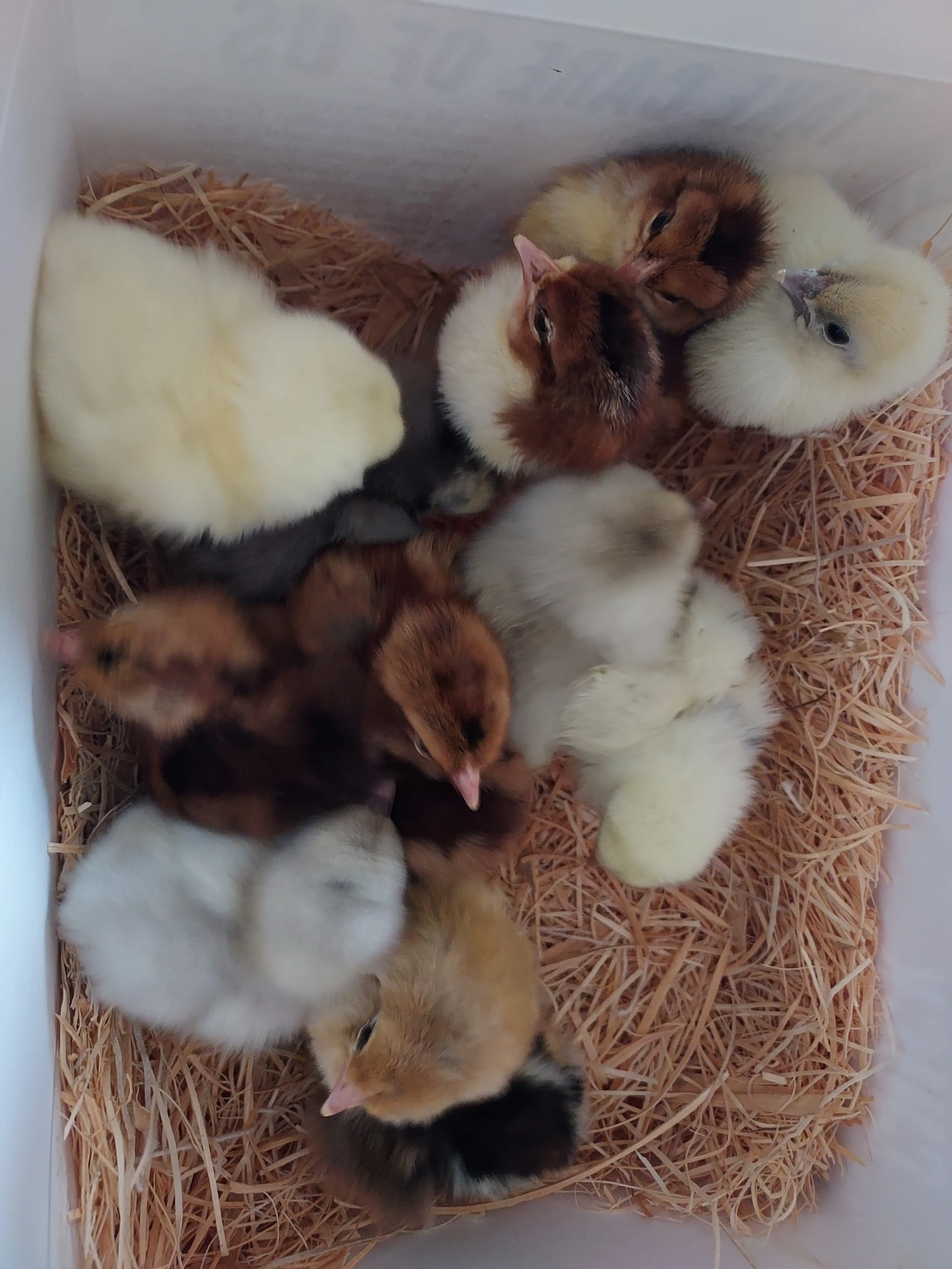 A cluster of newly hatched chicks in a brooder box on fresh straw bedding, showing a variety of colors.