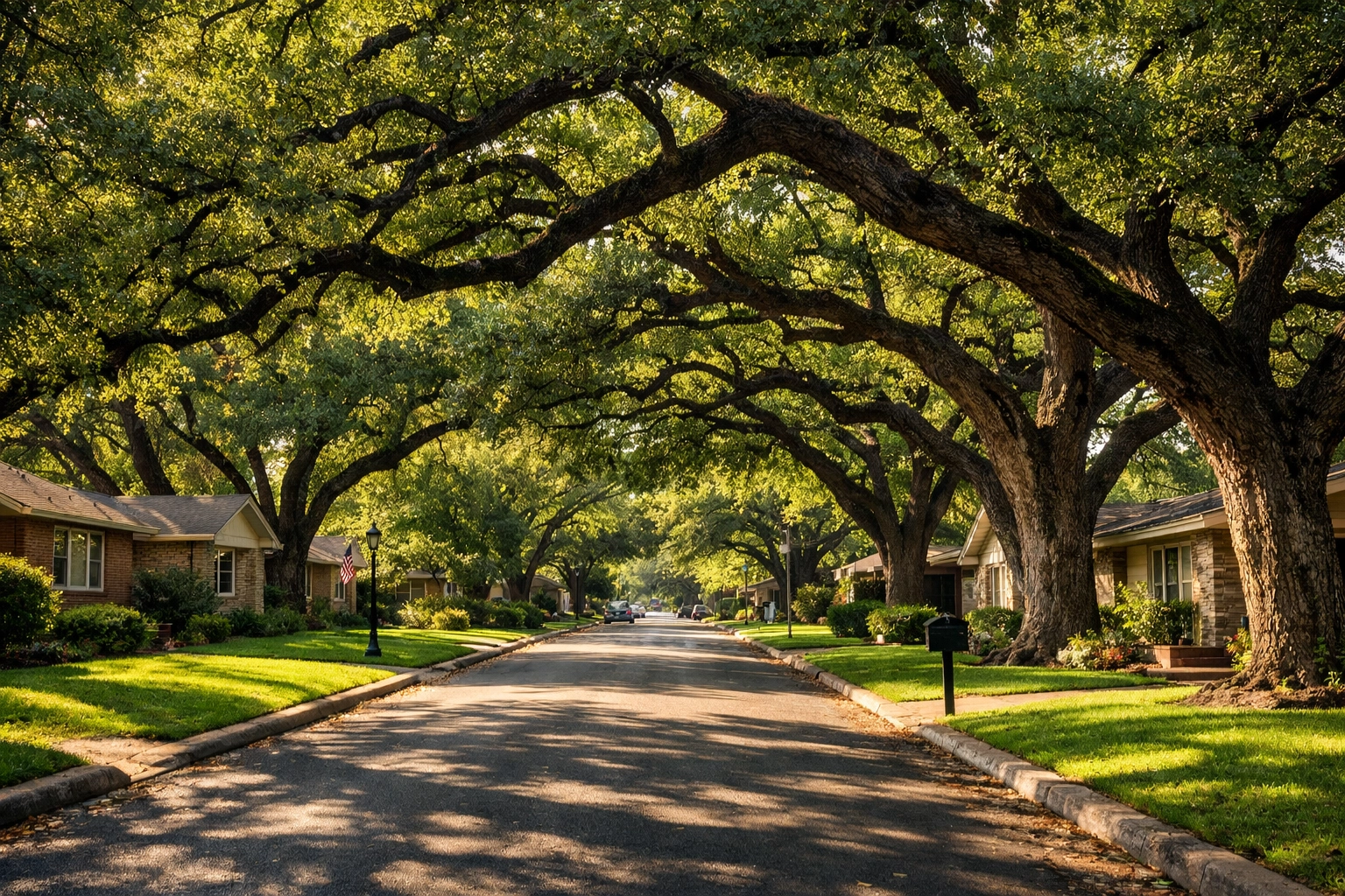 Mature Live Oak trees forming a green canopy over an established Leon Valley residential street.