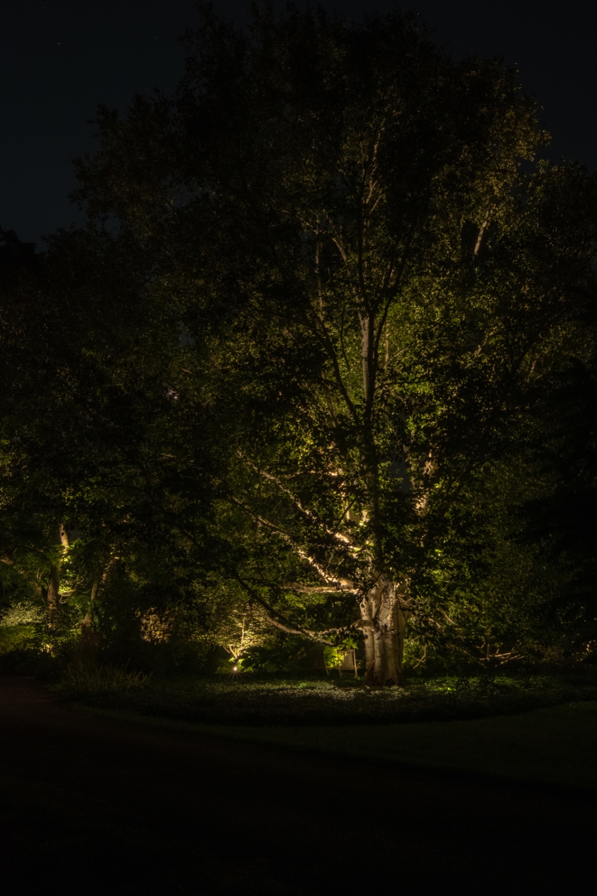 Professional installer adjusting landscape lighting fixture for tree uplighting installation
