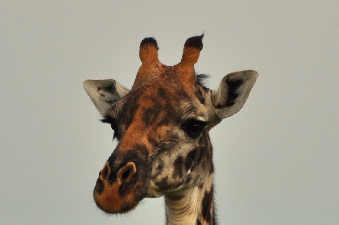 A giraffe’s face against a neutral background, symbolizing a calm and steady perspective during life transitions.