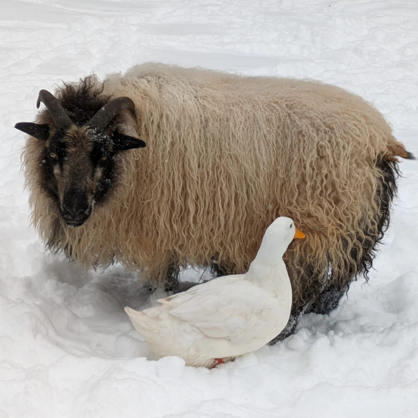 Icelandic Sheep and Duck in Snow