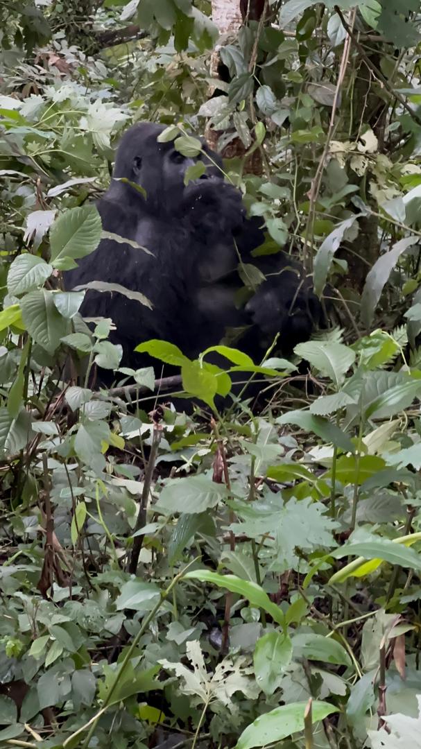 4-Day Uganda Gorilla Trekking & Batwa Culture Safari – Mountain gorilla in Bwindi Impenetrable Forest