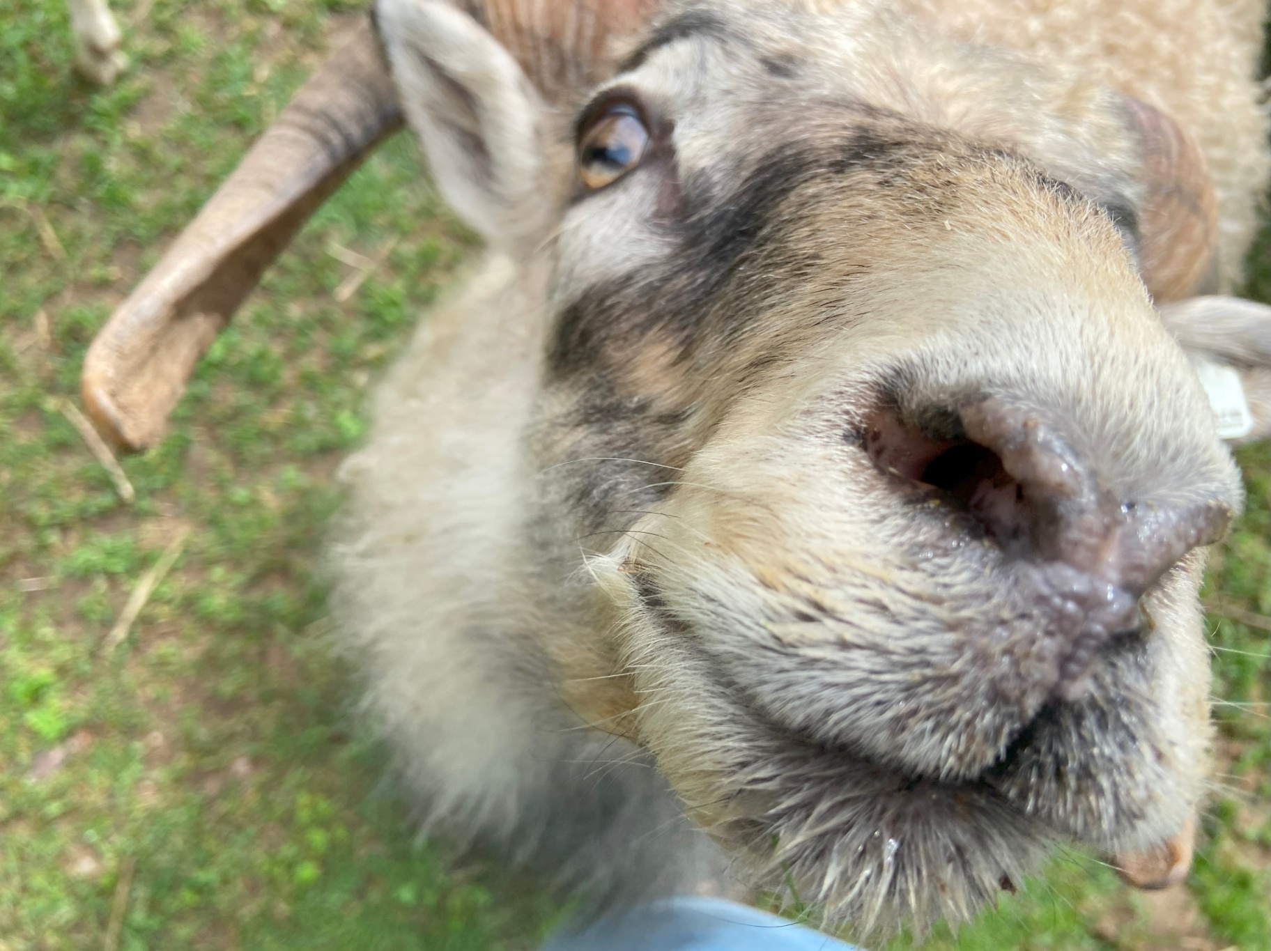 Close-up of an Icelandic sheep