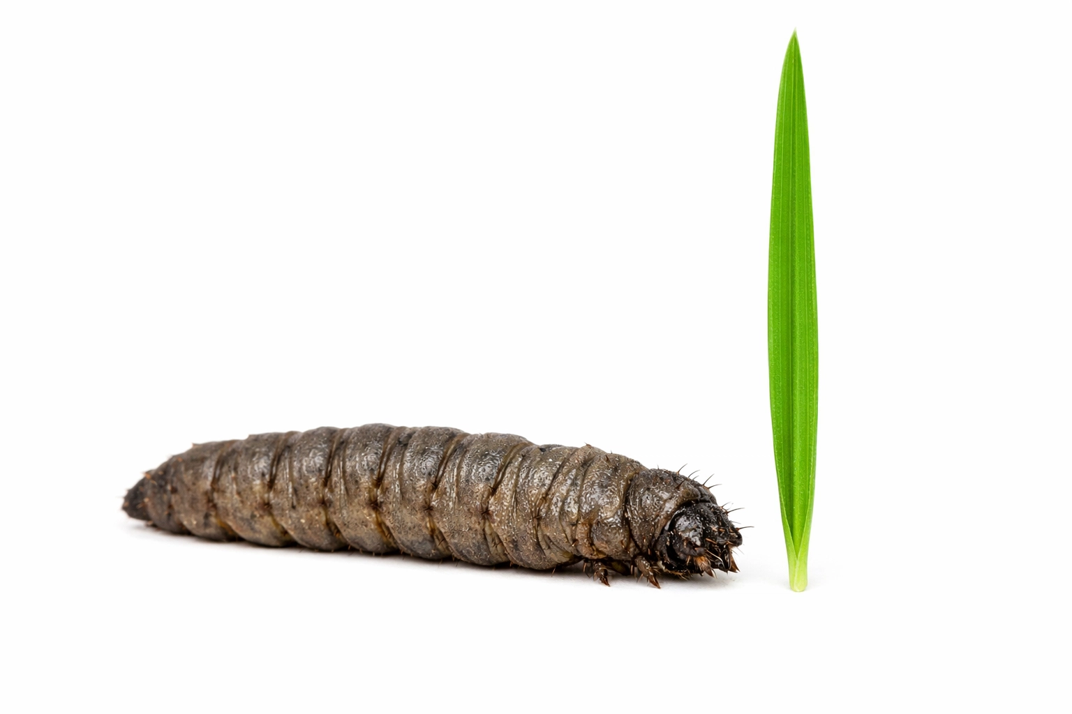A crane fly larva, or leatherjacket, next to a blade of grass, showing the pest that damages Metro Atlanta lawns.