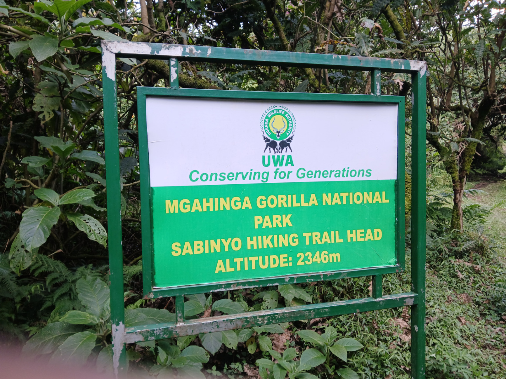 Hiker navigating the muddy Bwindi terrain to show how difficult is gorilla trekking in the thick rainforest.