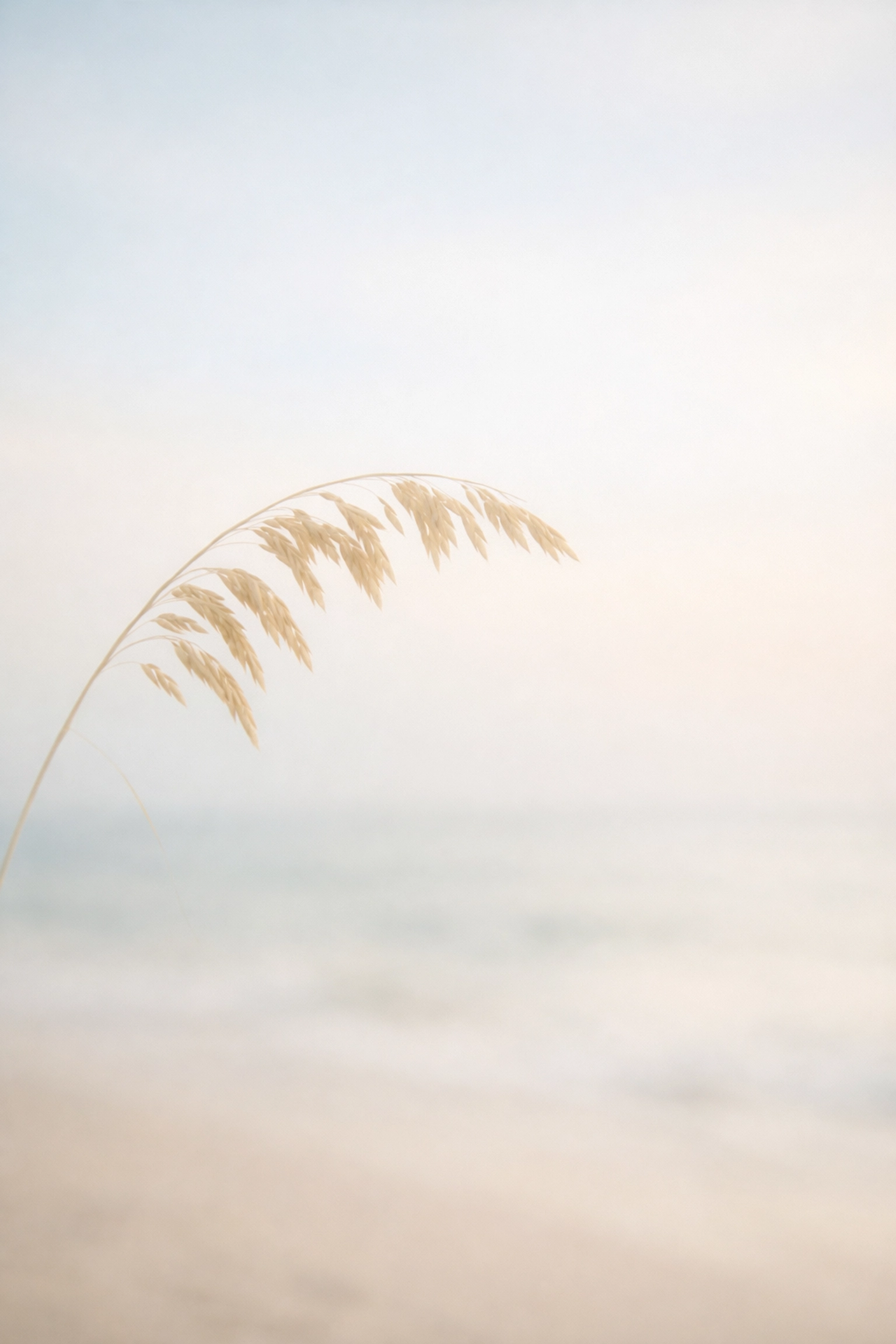 Sea-oats in soft light illustrating the slow medicine approach to sleep disorders in St. Petersburg.