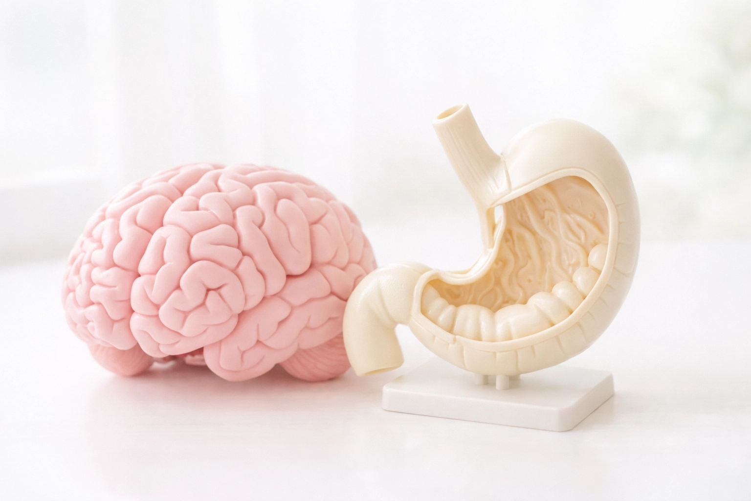 Brain and stomach anatomy models illustrating how GLP-1 medications regulate appetite and digestion