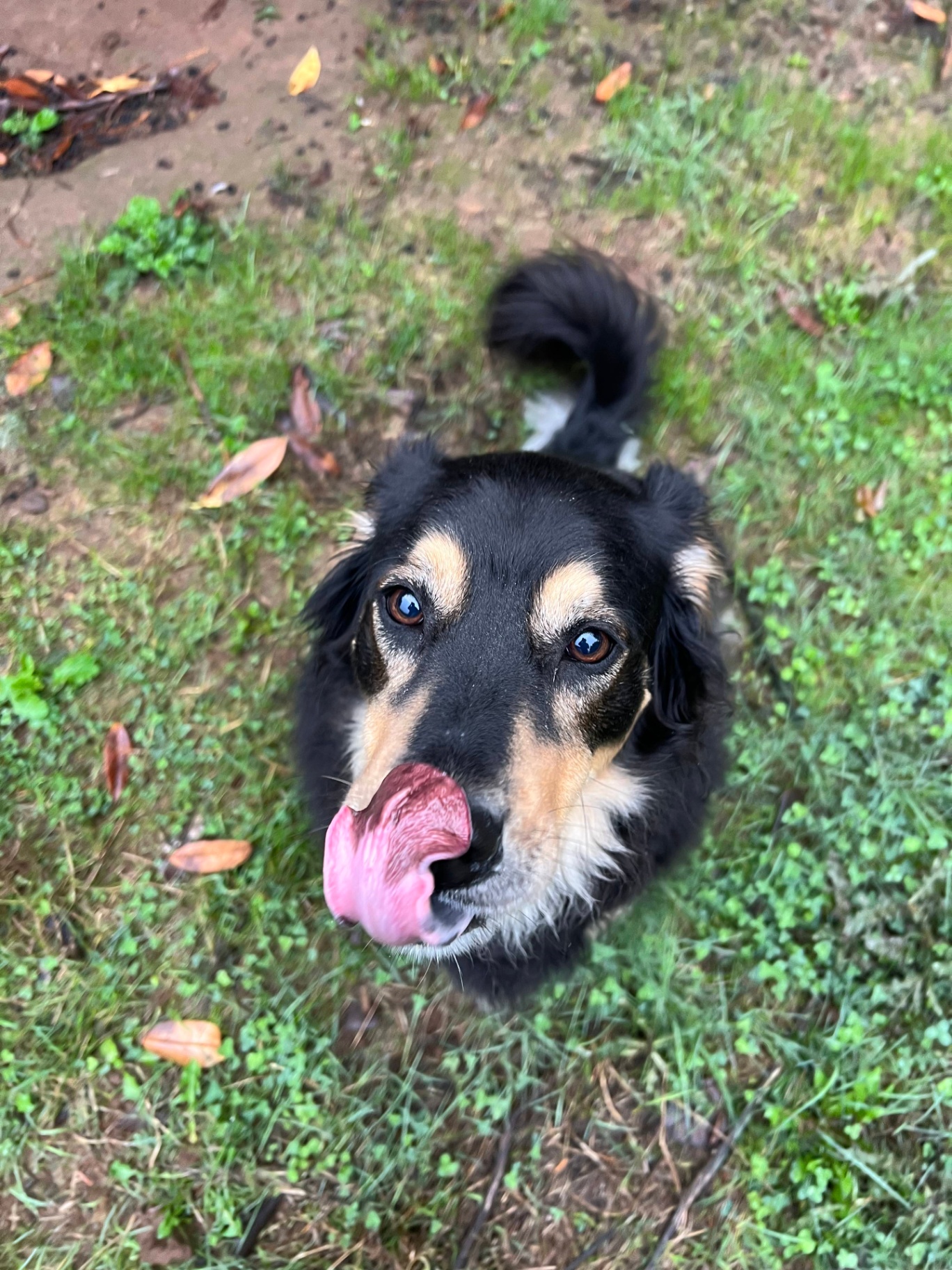 A happy black and tan dog at Green Acres