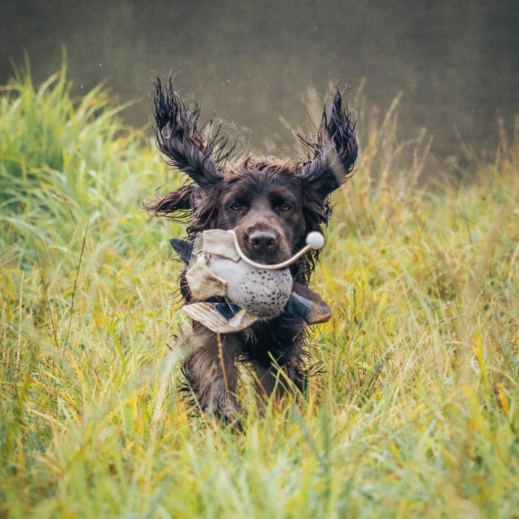 Working spaniel leaping through tall grass with a dummy, demonstrating practical spaniel training tips. A working spaniel enthusiastically retrieves a training dummy through long grass.