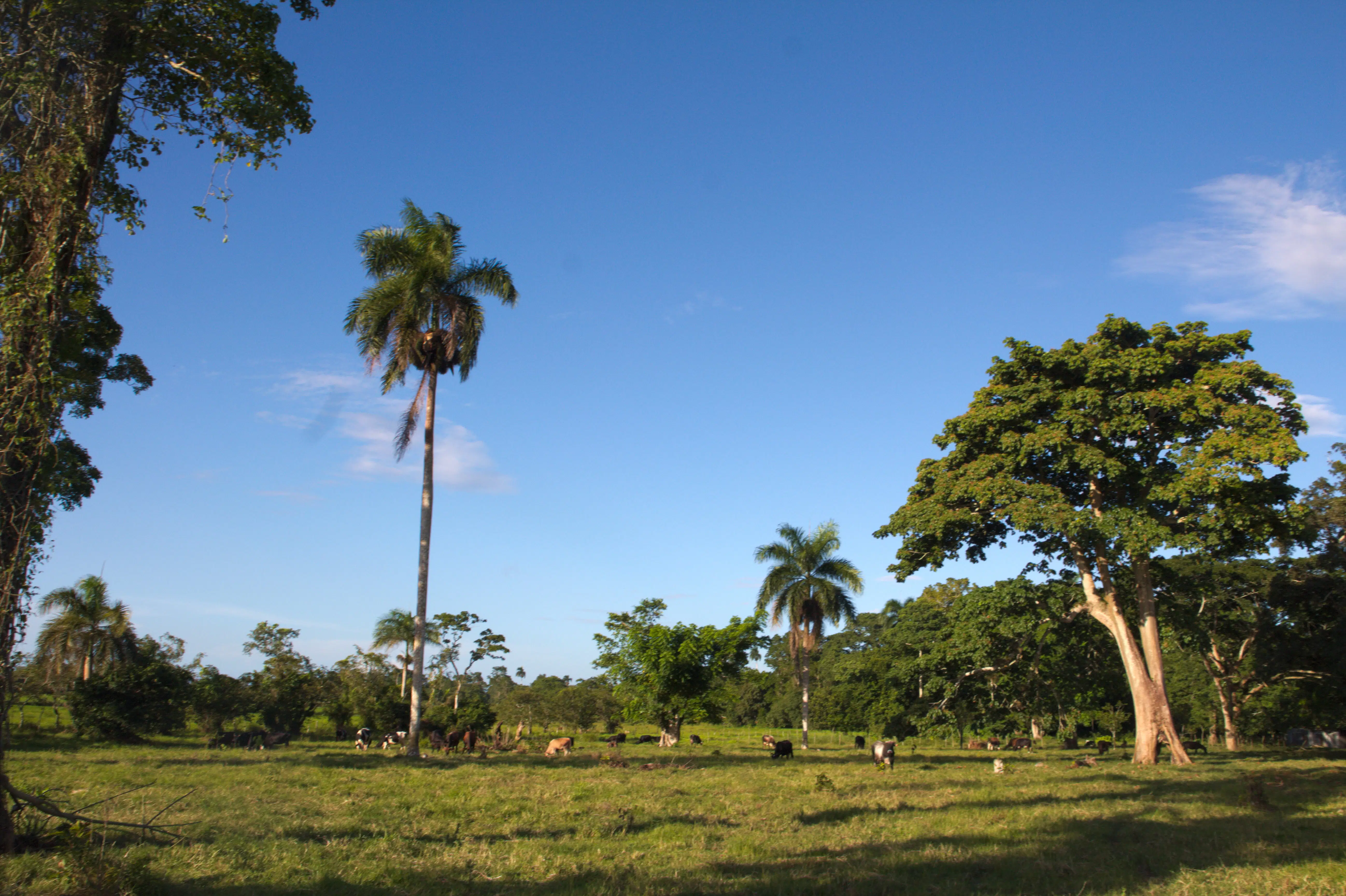 Santana Fruits – Kakaoplantage in der Dominikanischen Republik