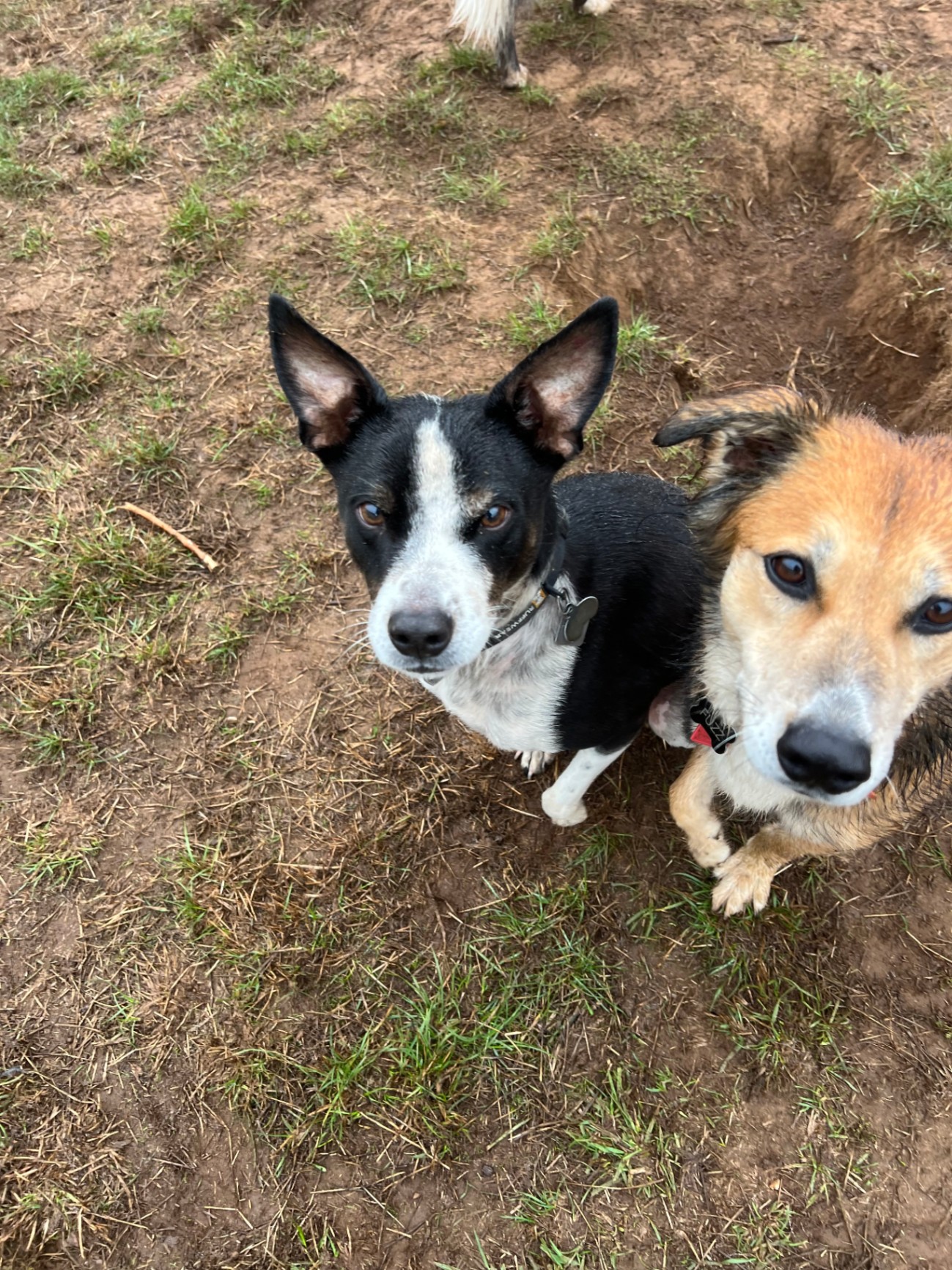 Two friendly dogs at Green Acres K-9 Resort