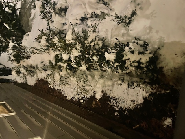 Snow-covered Bushes at Night