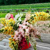 Pick-Your-Own Flower Experience at Vineyard Farm