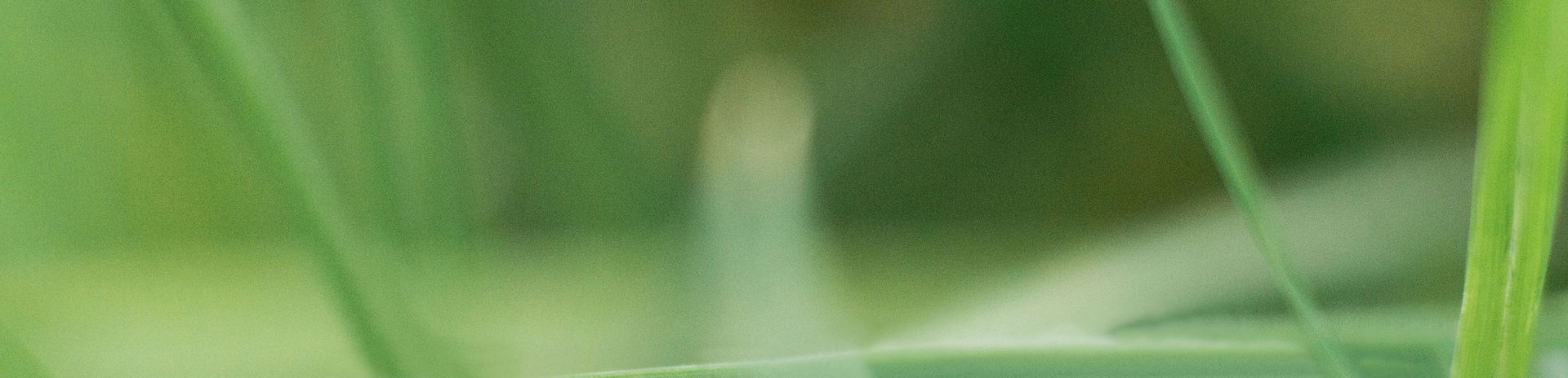 Close-up of healthy grass